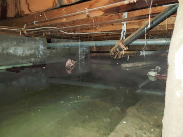 Best Water damage restoration near me  in Palestine, TX